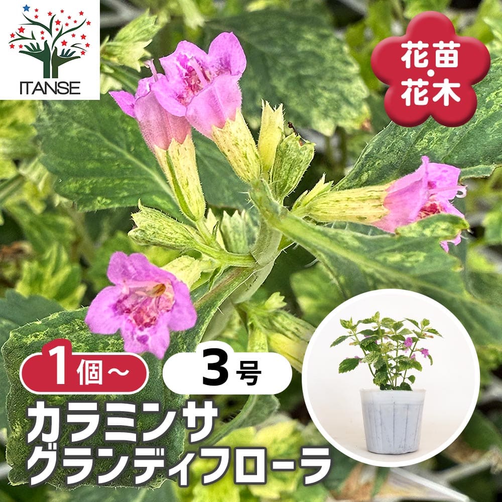 カラミンサ グランディフローラ 【花苗 3号】｜ 【植物のITANSE