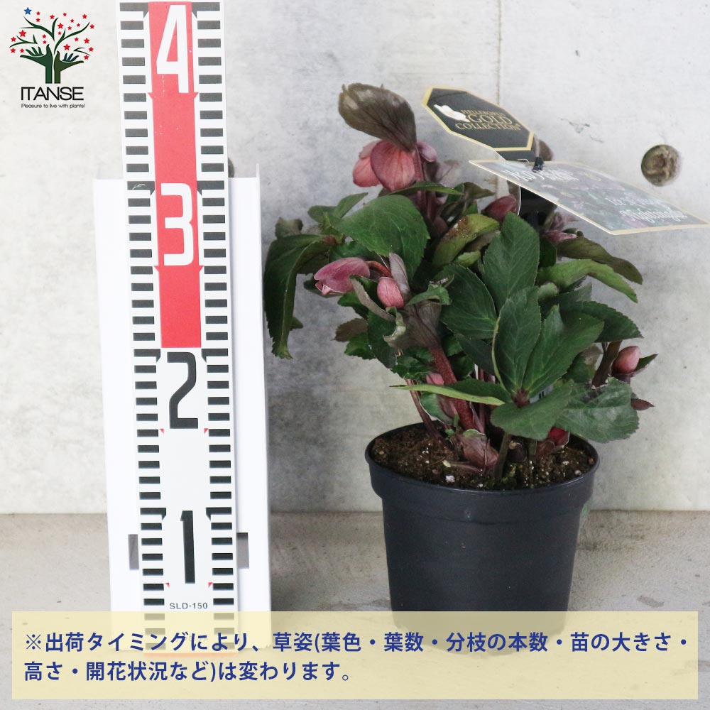 クリスマスローズ HGC 氷の薔薇 ナイチンゲール【花苗 5号ポット苗/1個売り】