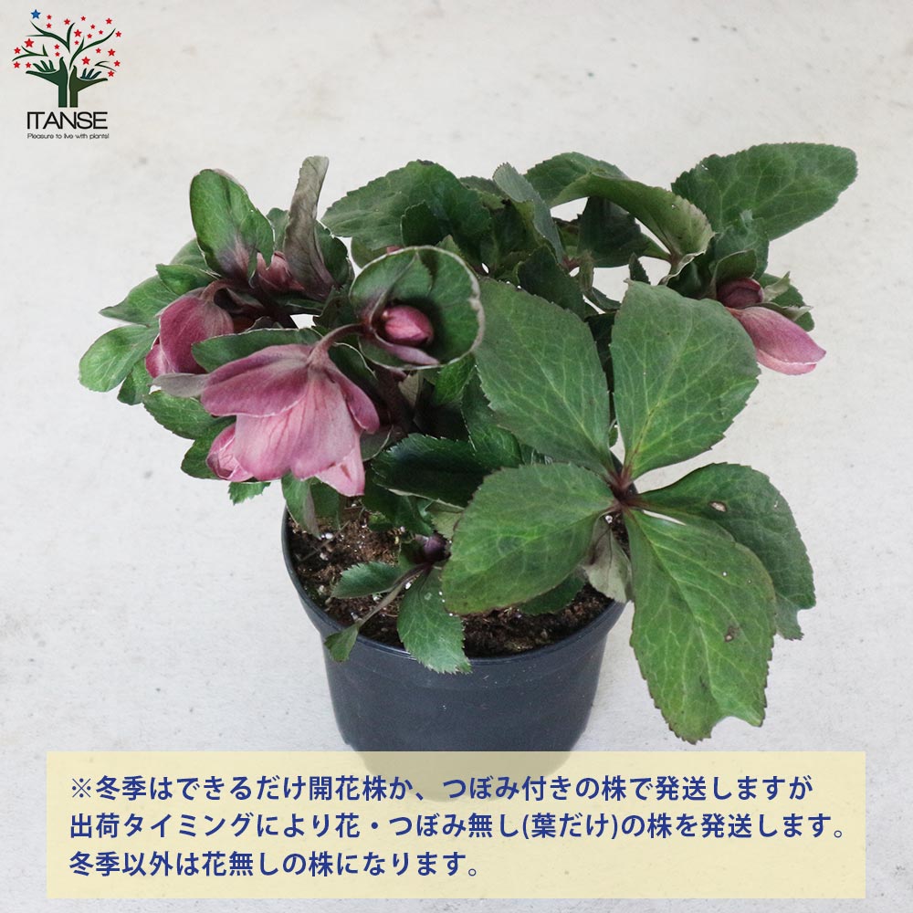 クリスマスローズ HGC 氷の薔薇 ナイチンゲール【花苗 5号ポット苗/1個売り】