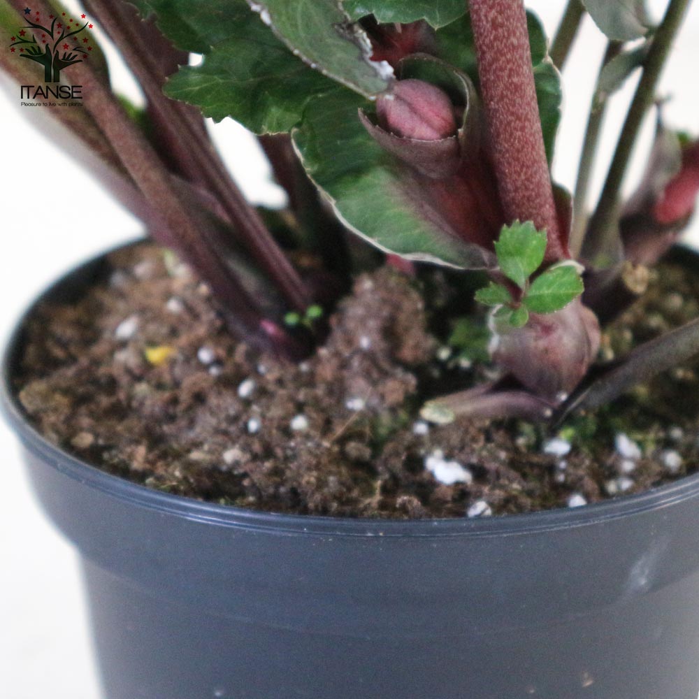 クリスマスローズ HGC 氷の薔薇 ナイチンゲール【花苗 5号ポット苗/1個売り】