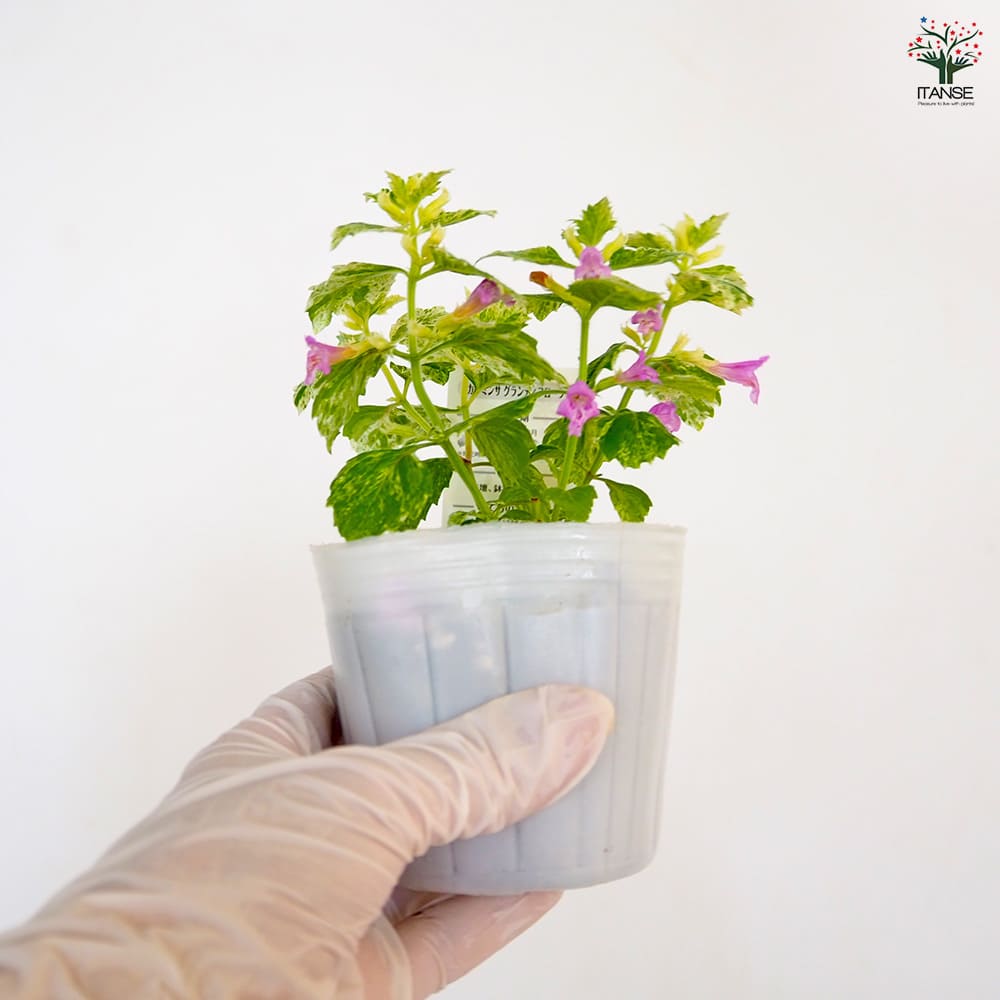 カラミンサ グランディフローラ 【花苗 3号】｜ 【植物のITANSE