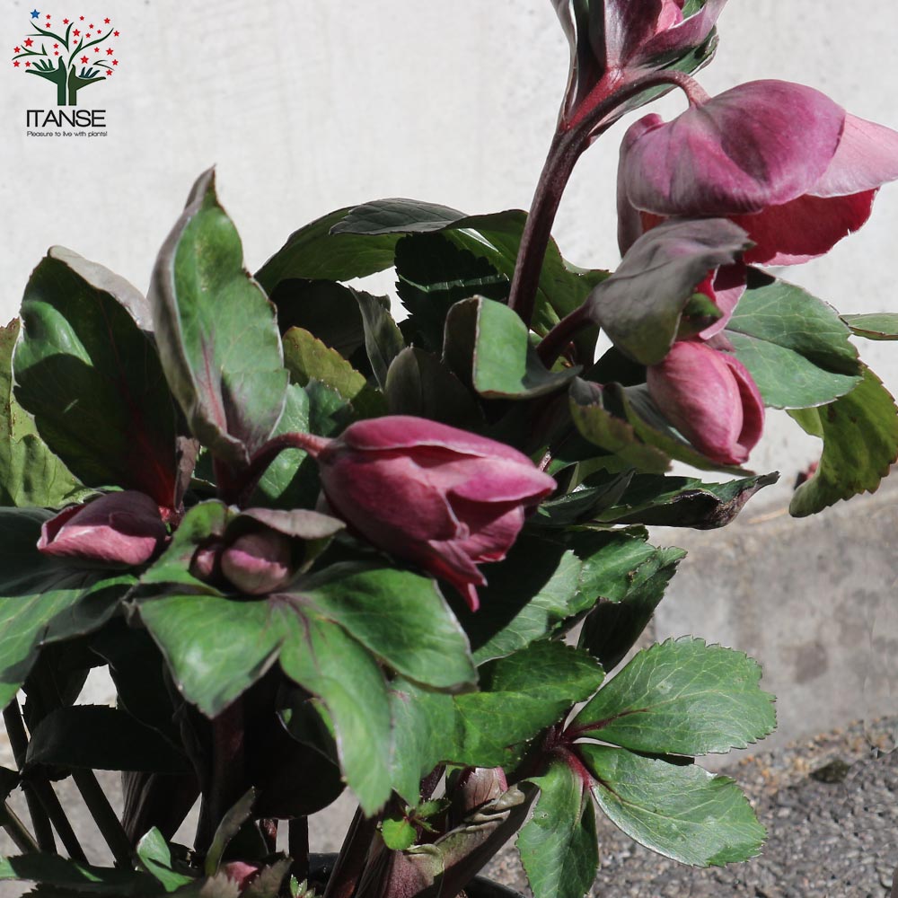 クリスマスローズ HGC 氷の薔薇 ナイチンゲール【花苗 5号ポット苗/1個売り】