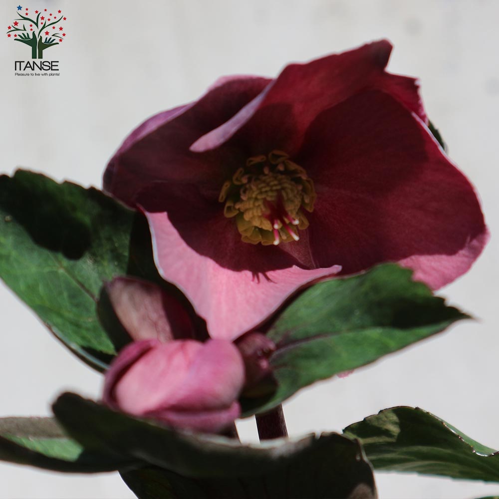 クリスマスローズ HGC 氷の薔薇 ナイチンゲール【花苗 5号ポット苗/1個売り】