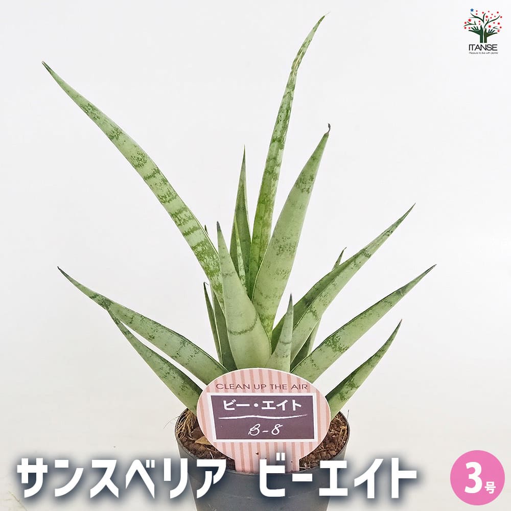 サンスベリア ビーエイト 【観葉植物 3号／1個売り】｜ 【植物の