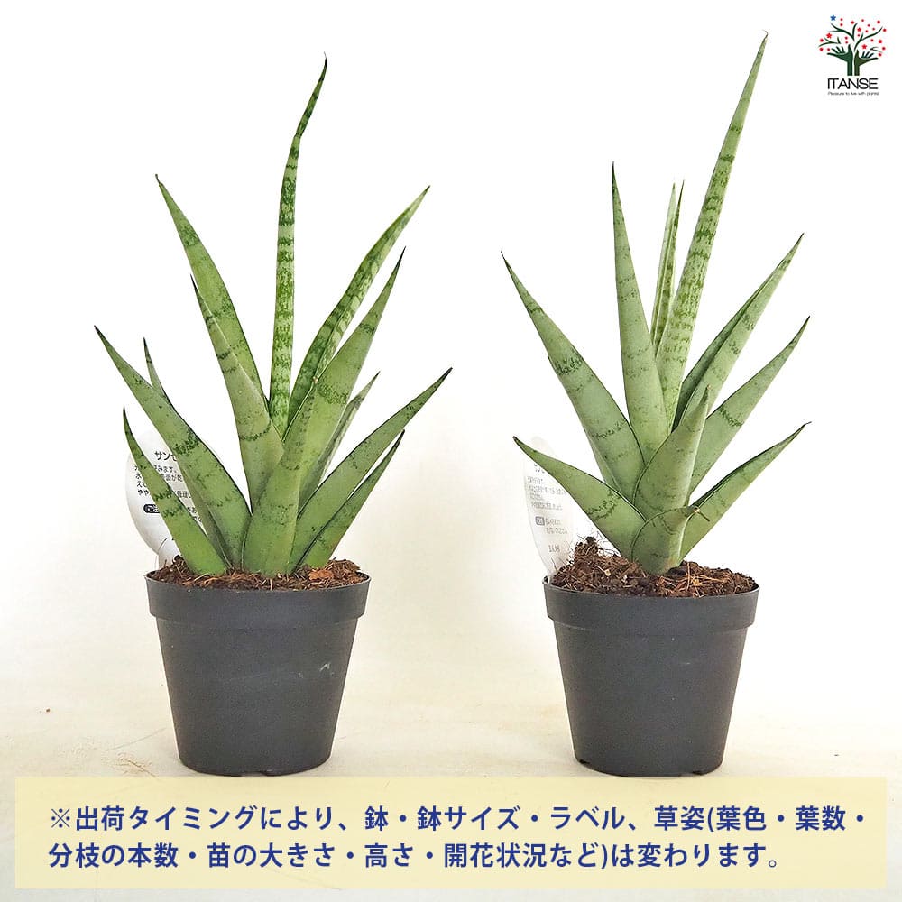 サンスベリア ビーエイト 【観葉植物 3号／1個売り】｜ 【植物の