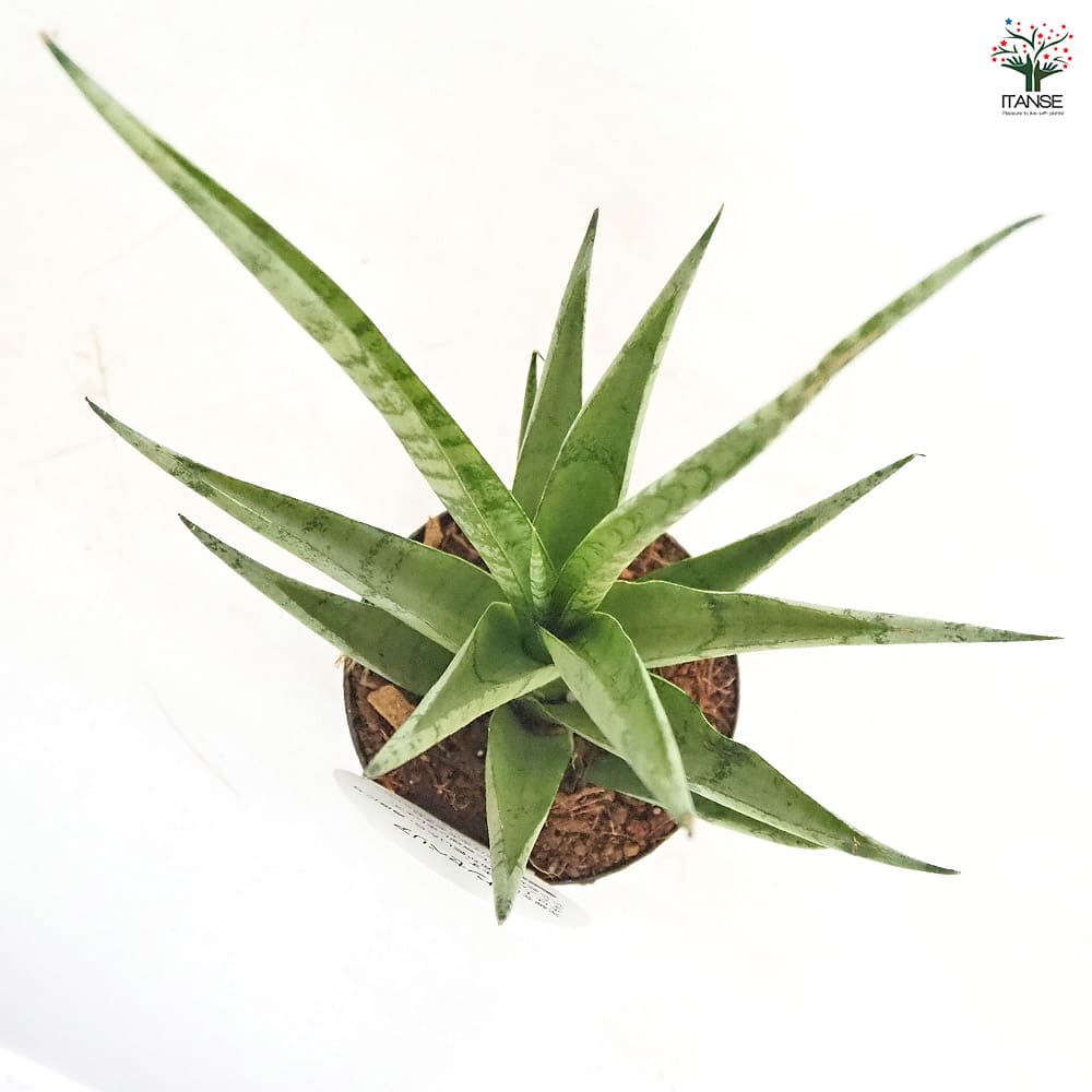 サンスベリア ビーエイト 【観葉植物 3号／1個売り】｜ 【植物の