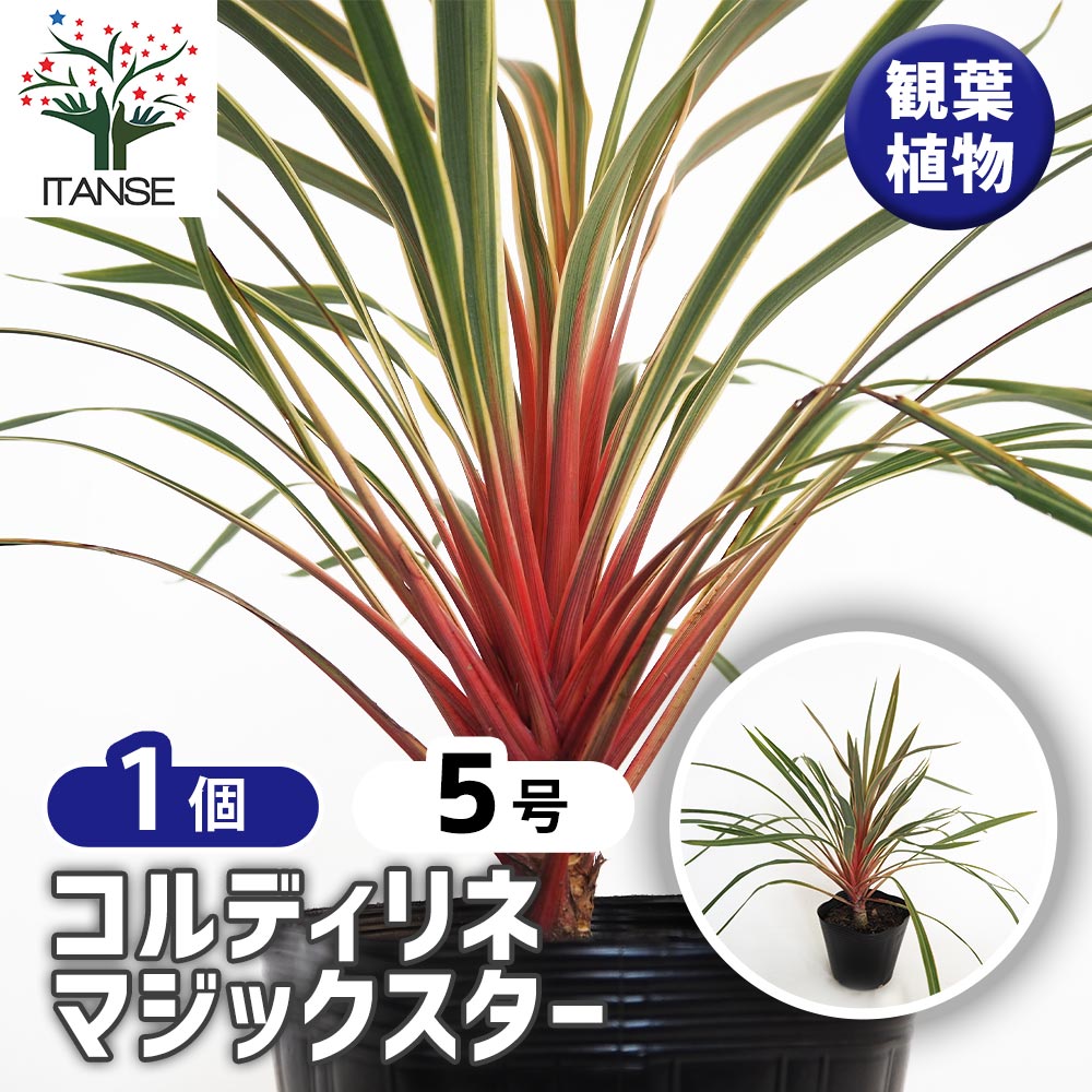 コルディリネ マジックスター 【観葉植物 5号／1個売り】｜ 【植物の