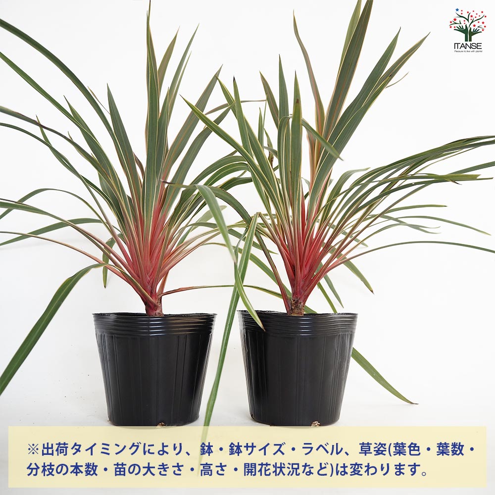 コルディリネ マジックスター 【観葉植物 5号／1個売り】｜ 【植物の
