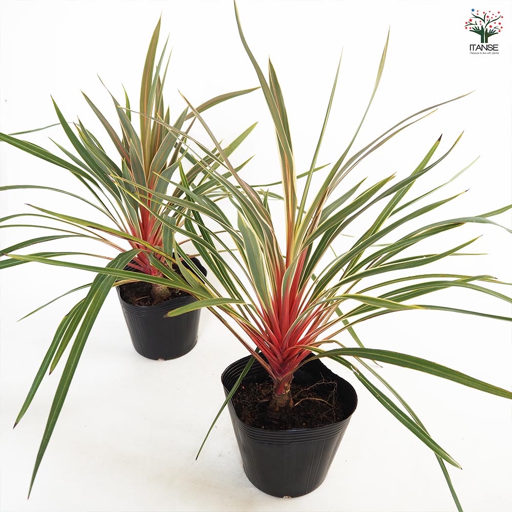 コルディリネ マジックスター 【観葉植物 5号/1個売り】| 【植物の コルディリネ マジックスター 【観葉植物 5号/1個売り】| 【植物の