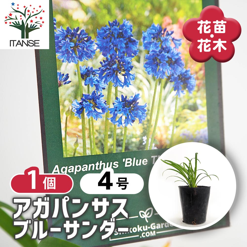 ③*:ஐラベンダーブルーと白の２色咲き*:ஐアガパンサス・苗【エニグマ】４号 ③*:ஐラベンダーブルーと白の2色咲き*:ஐアガパンサス・苗