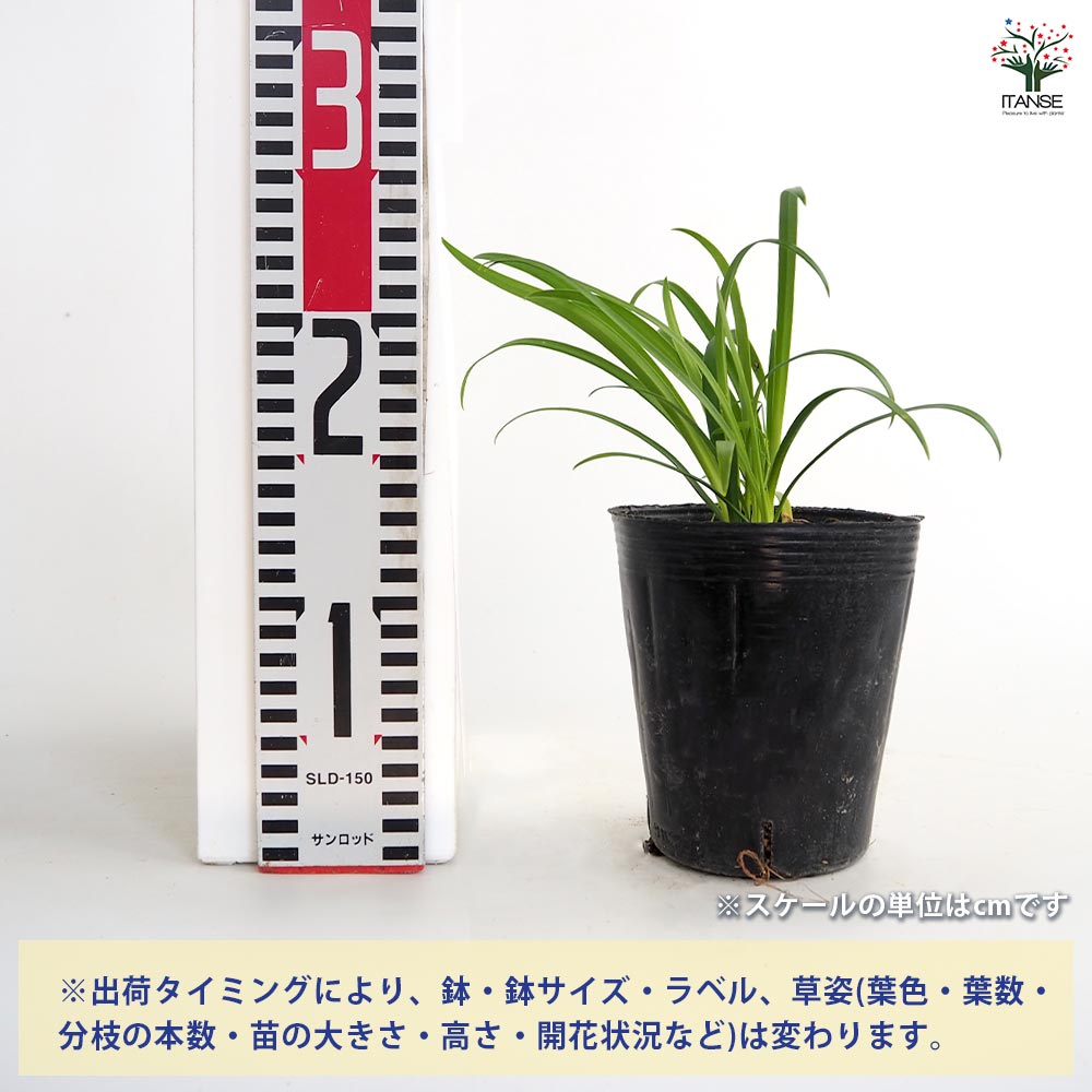 アガパンサス ブルーサンダー 【花苗 4号／1個売り】｜ 【植物の