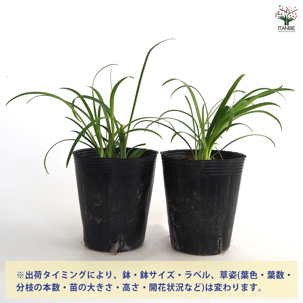 アガパンサス ブルーサンダー 【花苗 4号／1個売り】｜ 【植物の