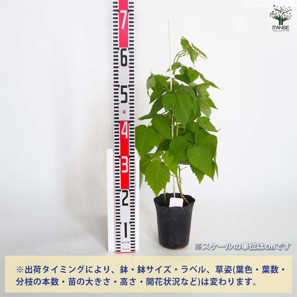 ラズベリーの苗木 インディアンサマー(木苺) 【果樹の苗木 4.5号／1個