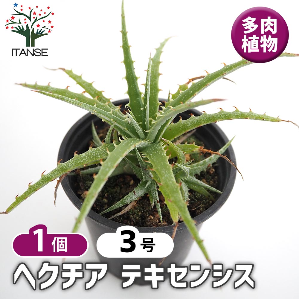 ヘクチア テキセンシス 【多肉植物 3号／1個売り】｜ 【植物の
