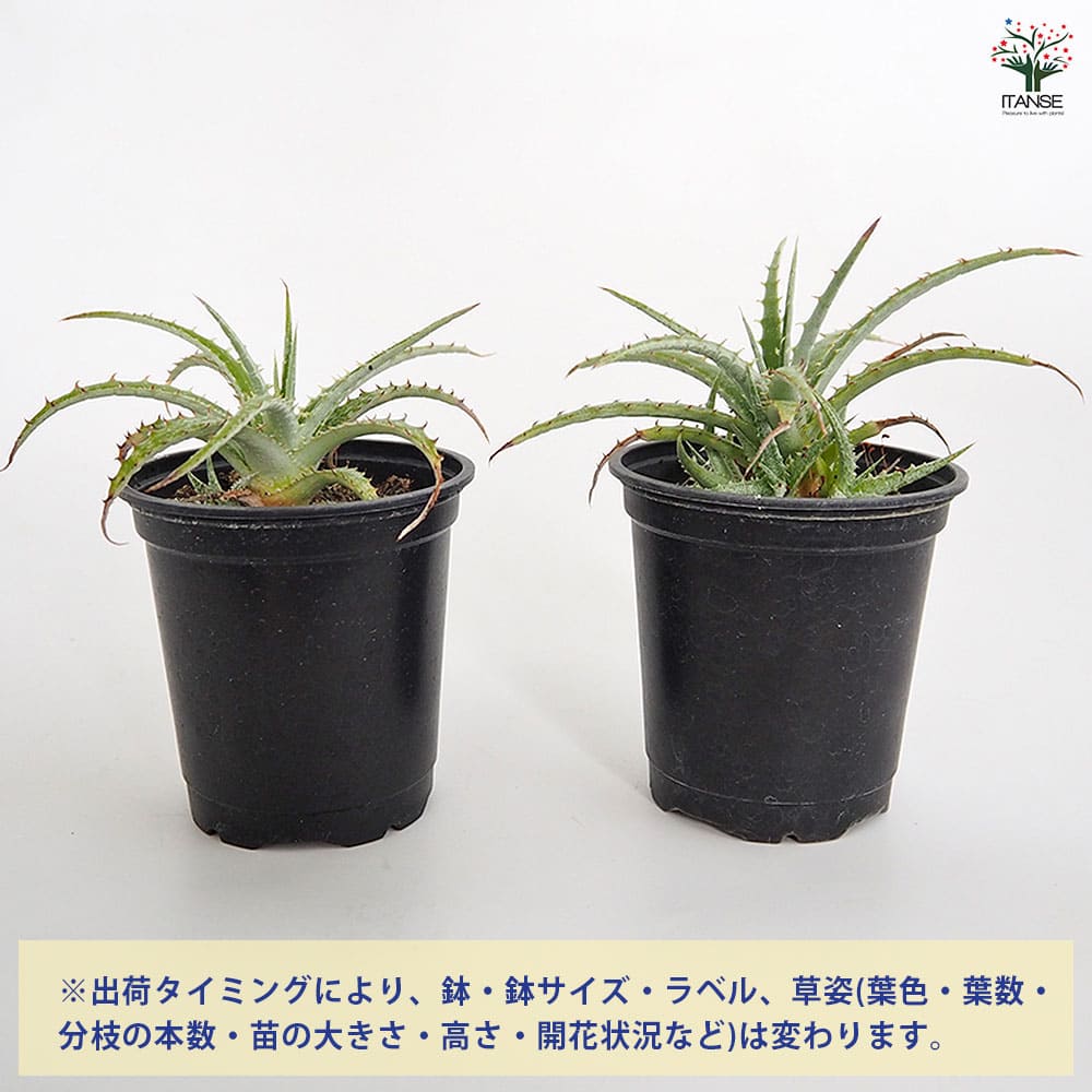 ヘクチア テキセンシス 【多肉植物 3号／1個売り】｜ 【植物の