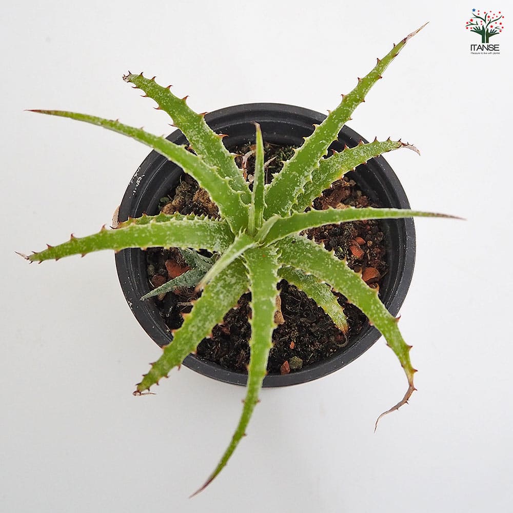 ヘクチア テキセンシス 【多肉植物 3号／1個売り】｜ 【植物の