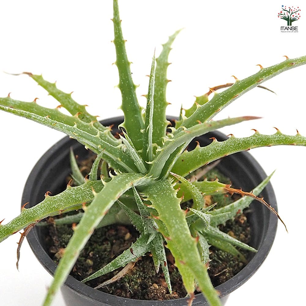 ヘクチア テキセンシス 【多肉植物 3号／1個売り】｜ 【植物の