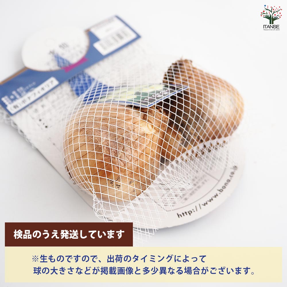 球根 水仙ラッパ咲き マウントフット 【花球根 2球】｜ 【植物の