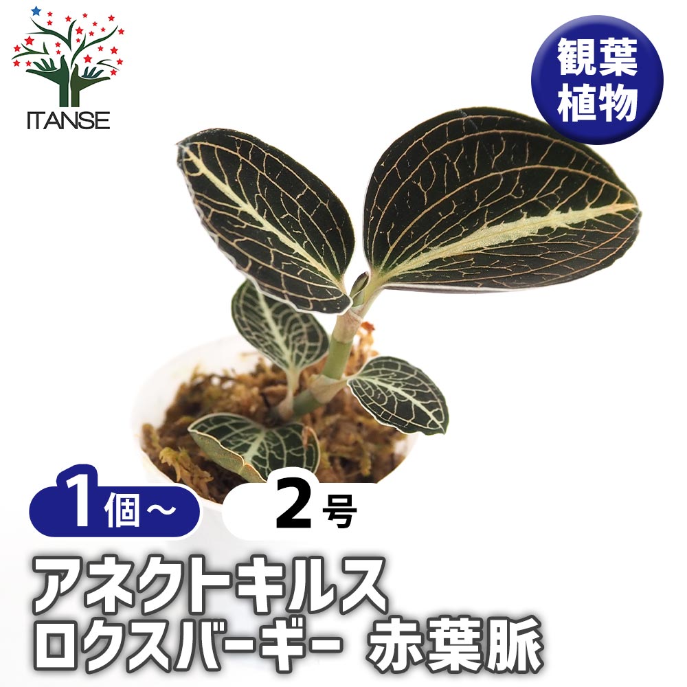 アネクトキルス ロクスバーギー 赤葉脈 【観葉植物 2号】｜ 【植物の