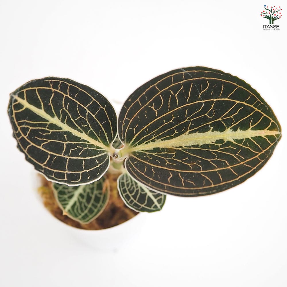 アネクトキルス ロクスバーギー 赤葉脈 【観葉植物 2号】｜ 【植物の