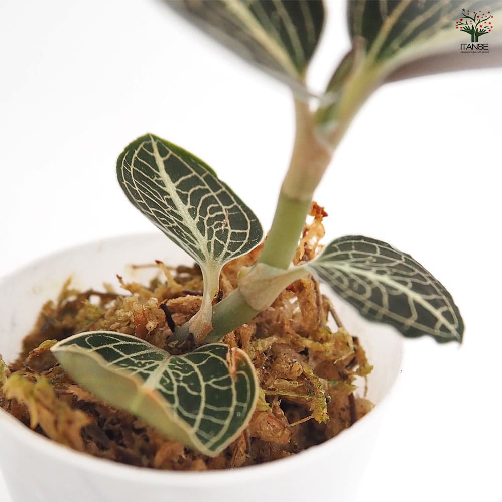 アネクトキルス ロクスバーギー 赤葉脈 【観葉植物 2号】｜ 【植物の