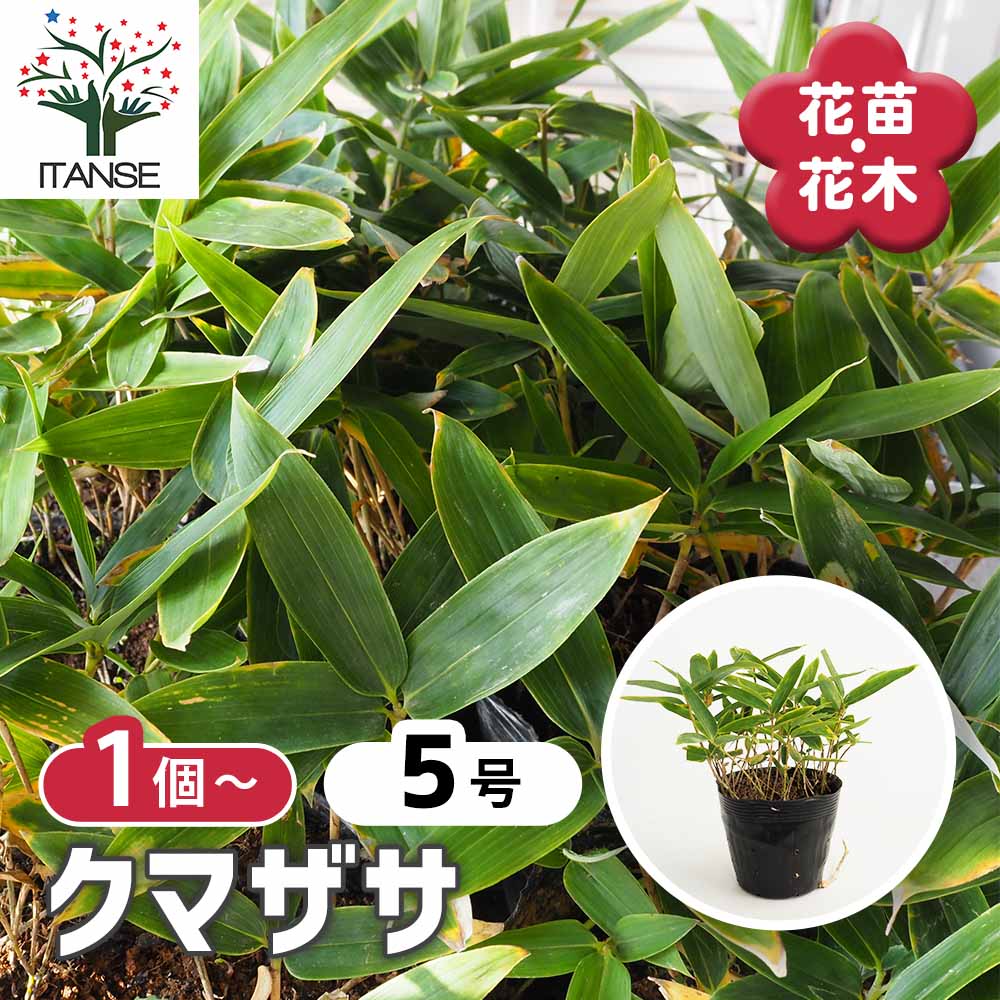 クマザサ 【花木苗 5号】｜ 【植物のITANSE】全品送料無料・即出荷!