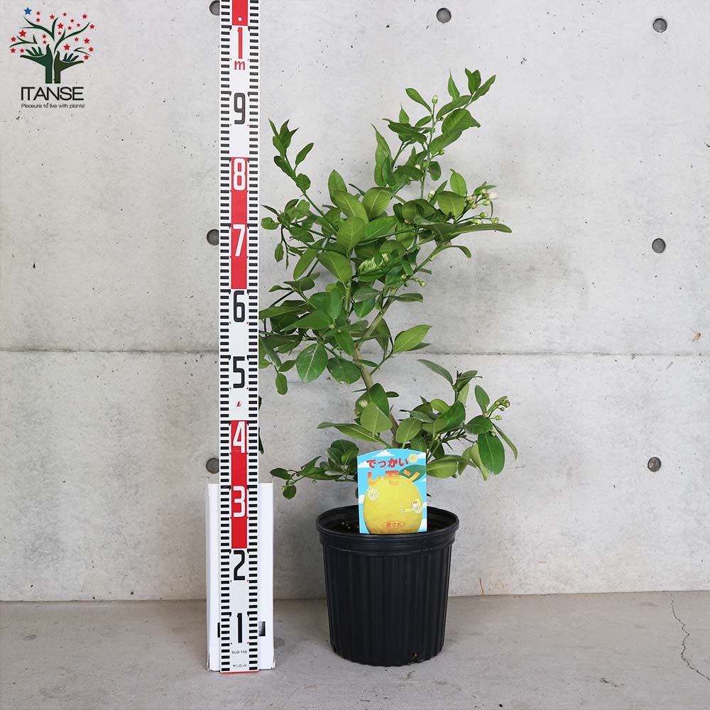 市場 送料無料 5号鉢 2年生苗挿し木苗 果樹の苗木 ポンテローザ 1個売り 超ジャンボレモン