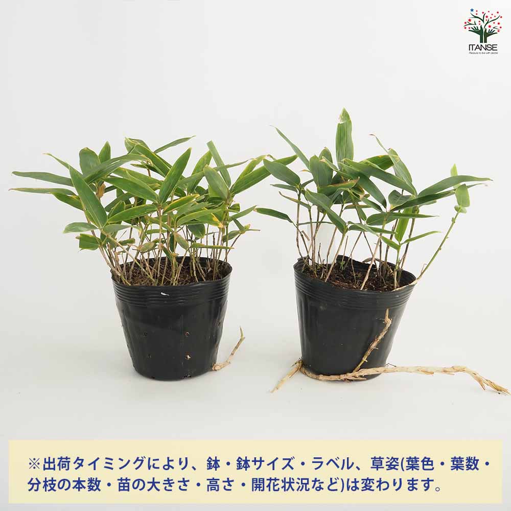 クマザサ 【花木苗 5号】｜ 【植物のITANSE】全品送料無料・即出荷!