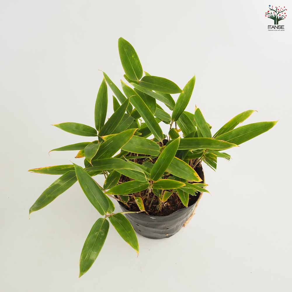 クマザサ 【花木苗 5号】｜ 【植物のITANSE】全品送料無料・即出荷!