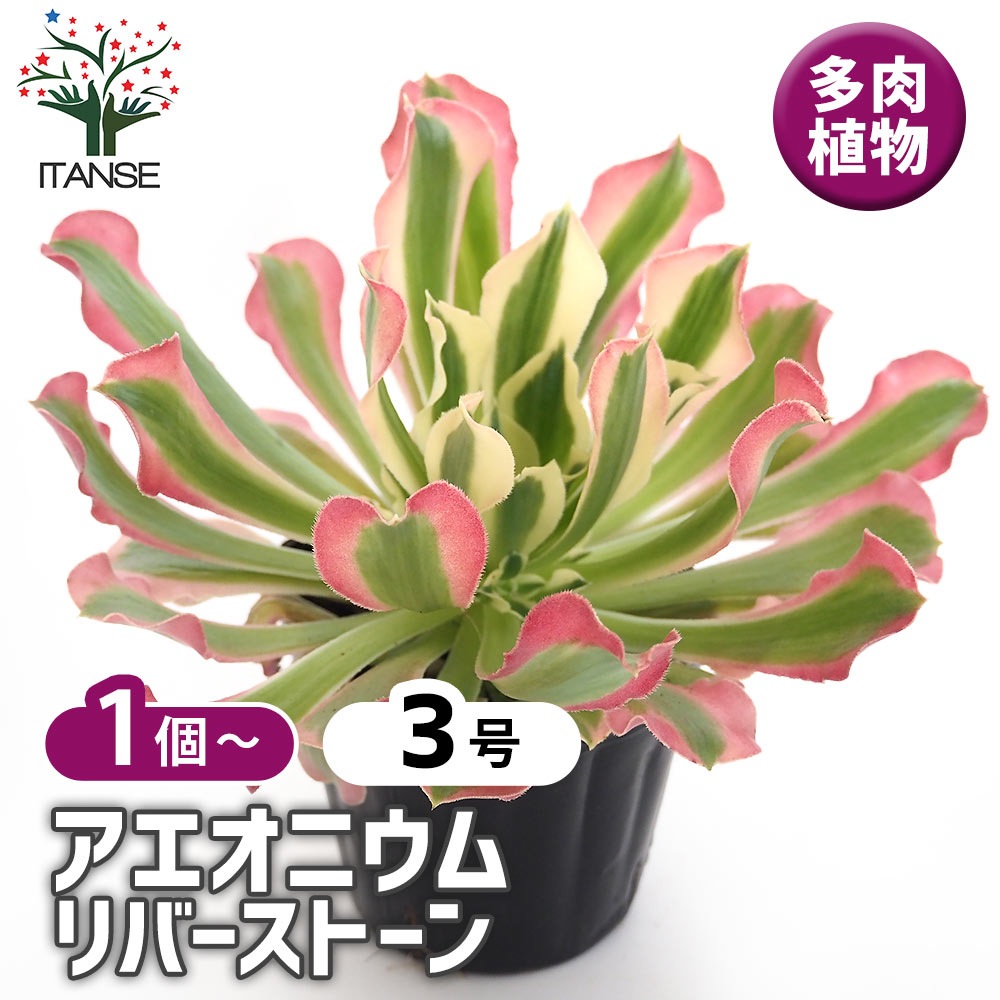 アエオニウム リバーストーン 【多肉植物 3号】｜ 【植物の