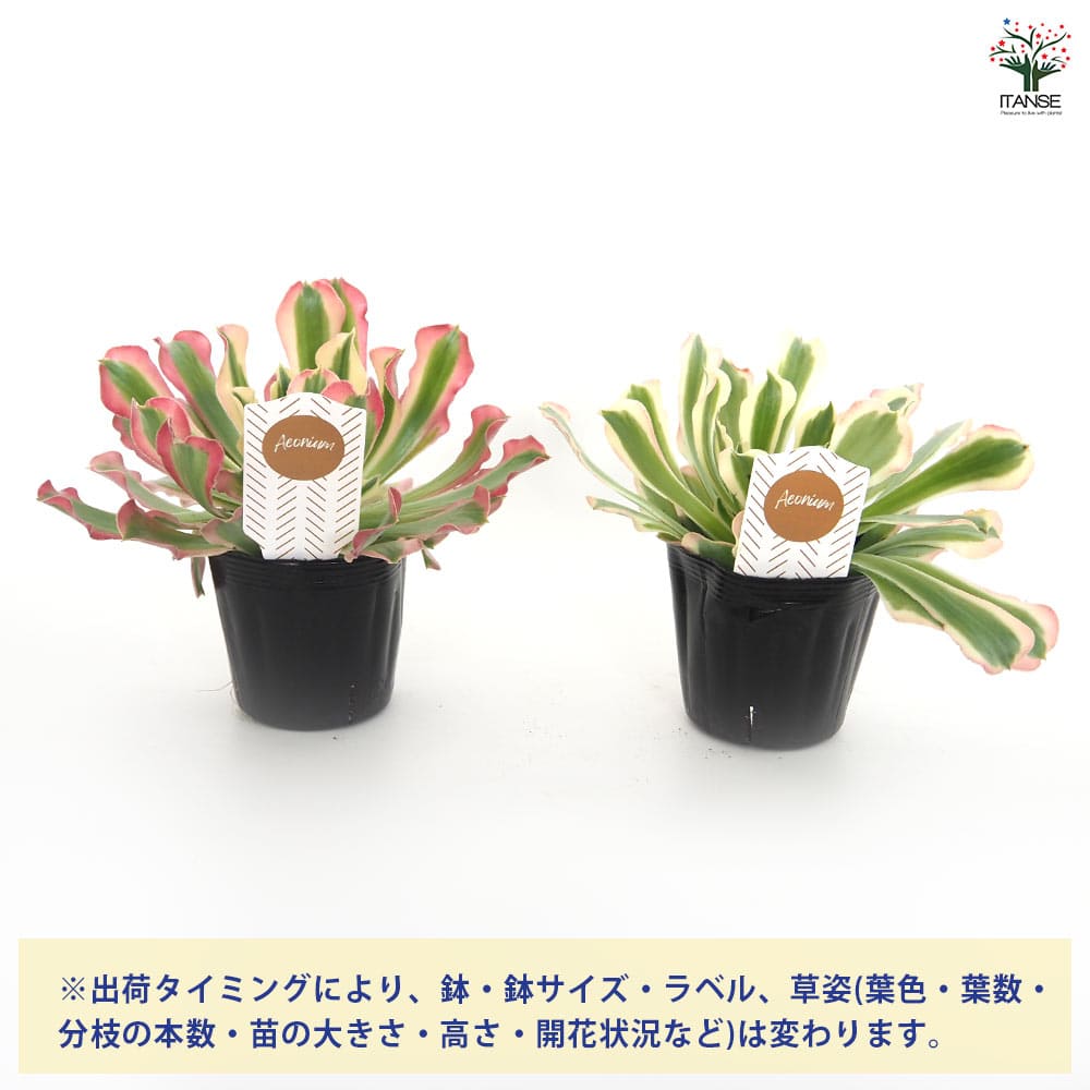 アエオニウム リバーストーン 【多肉植物 3号】｜ 【植物の