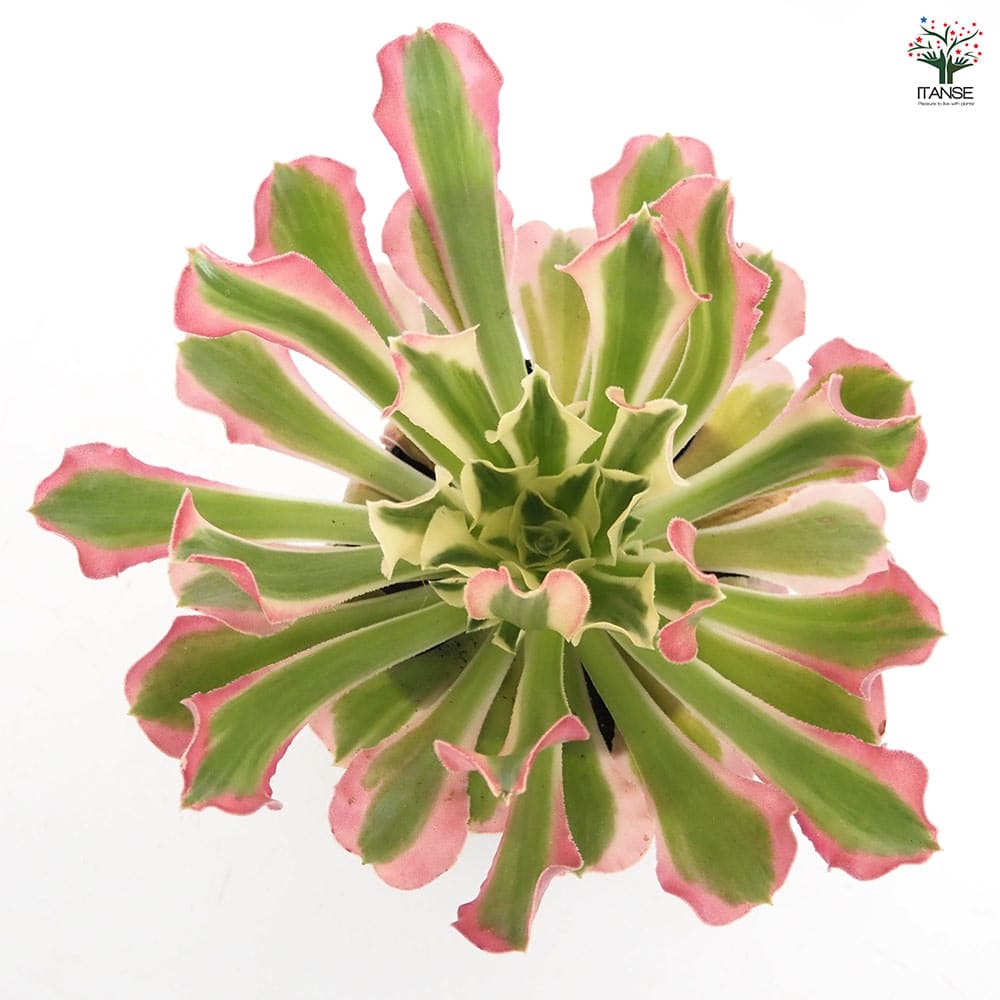 アエオニウム リバーストーン 【多肉植物 3号】｜ 【植物の