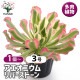 アエオニウム リバーストーン 【多肉植物 3号】