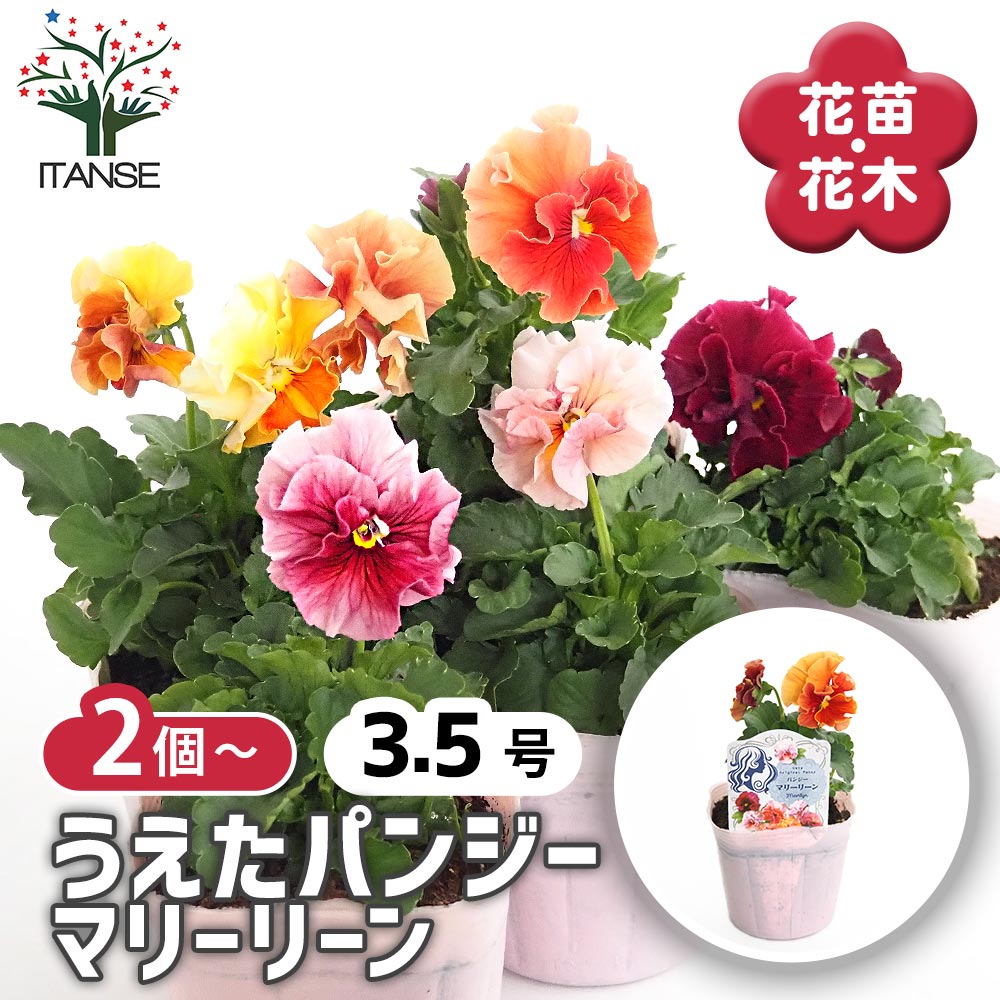 うえたコレクション パンジー・ビオラ マリーリーン2個~ 【花苗 3.5号】