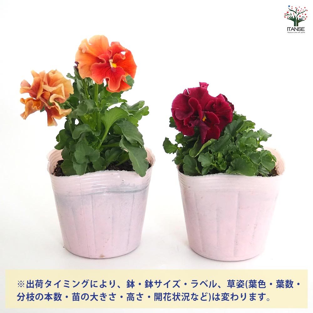 うえたコレクション パンジー・ビオラ マリーリーン2個~ 【花苗 3.5号】