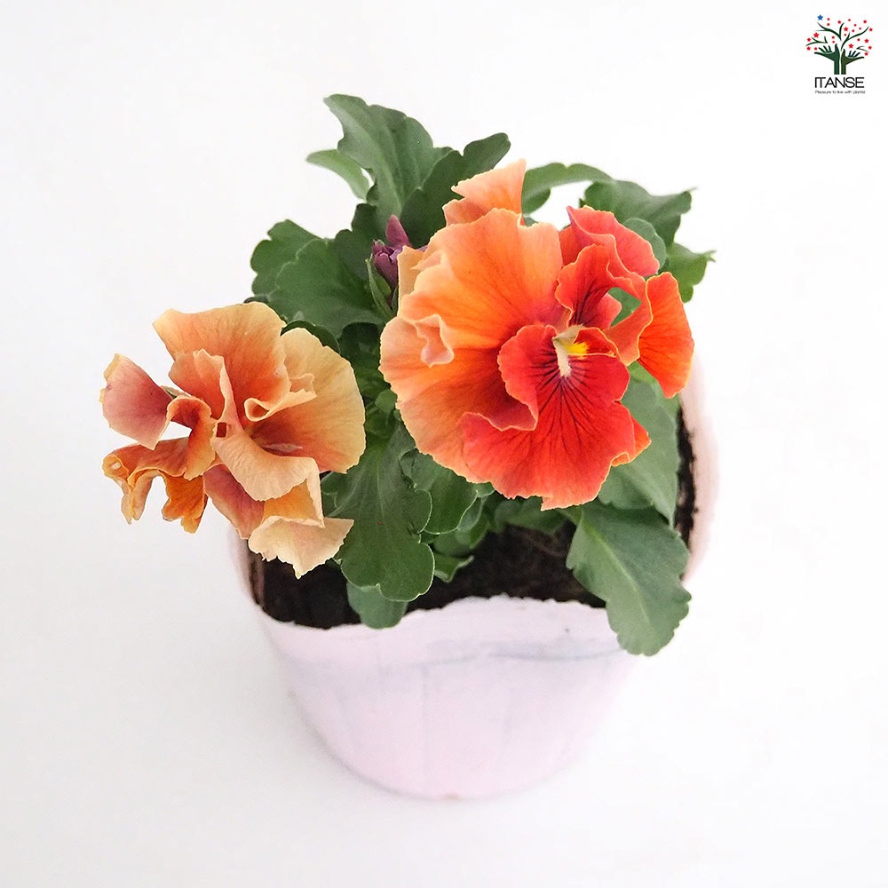 うえたコレクション パンジー・ビオラ マリーリーン2個~ 【花苗 3.5号】