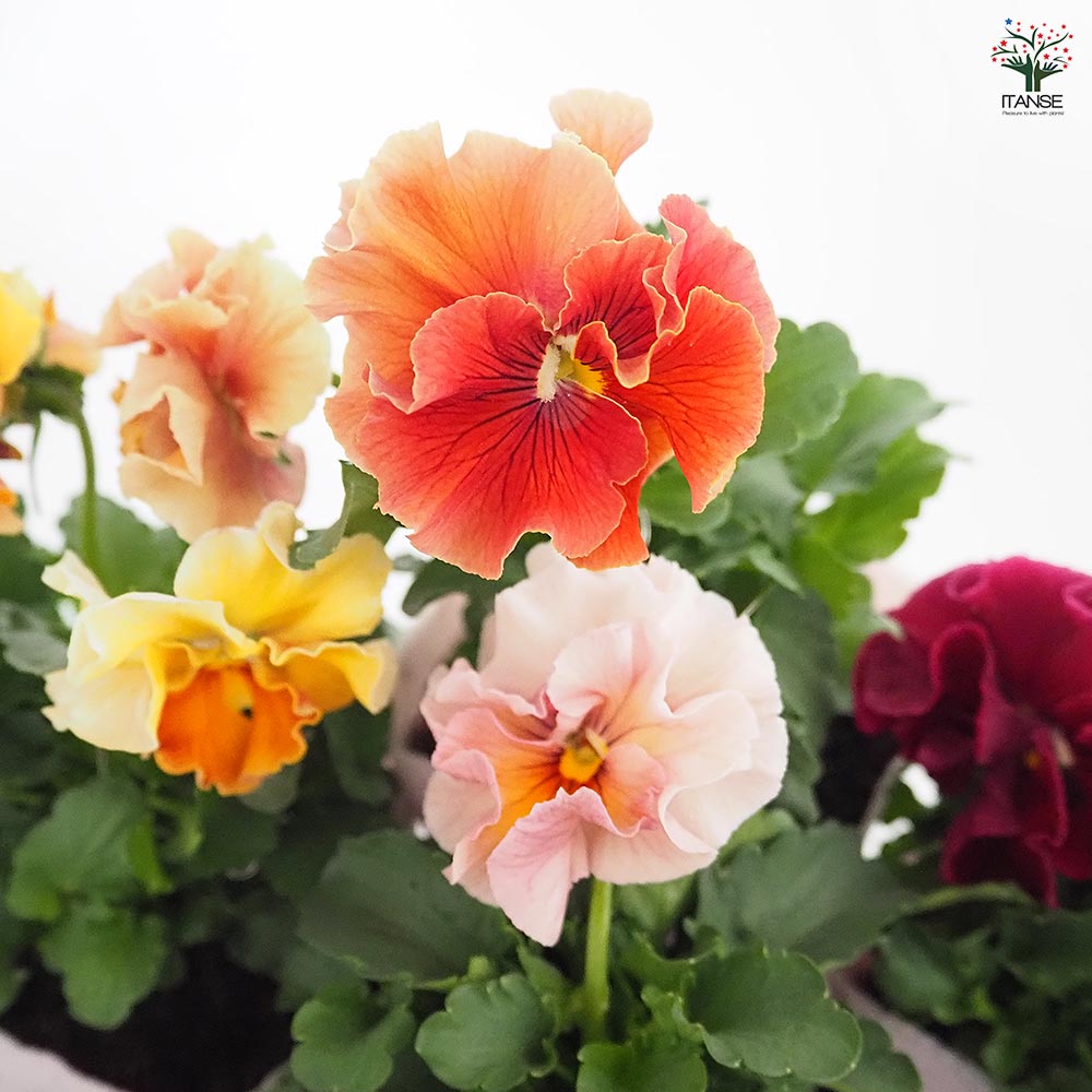 うえたコレクション パンジー・ビオラ マリーリーン2個~ 【花苗 3.5号】