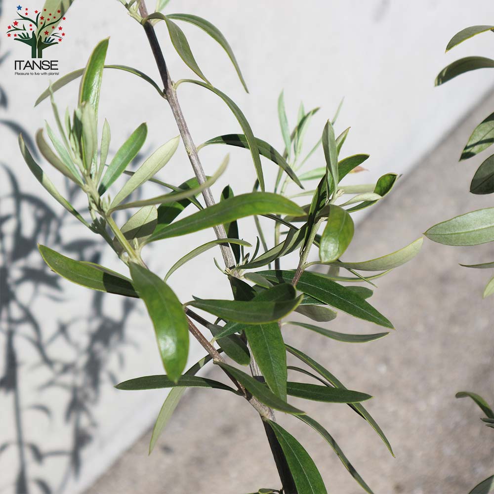 オリーブの苗木 品種：シプレッシーノ【果樹の苗木 7号鉢スタンド