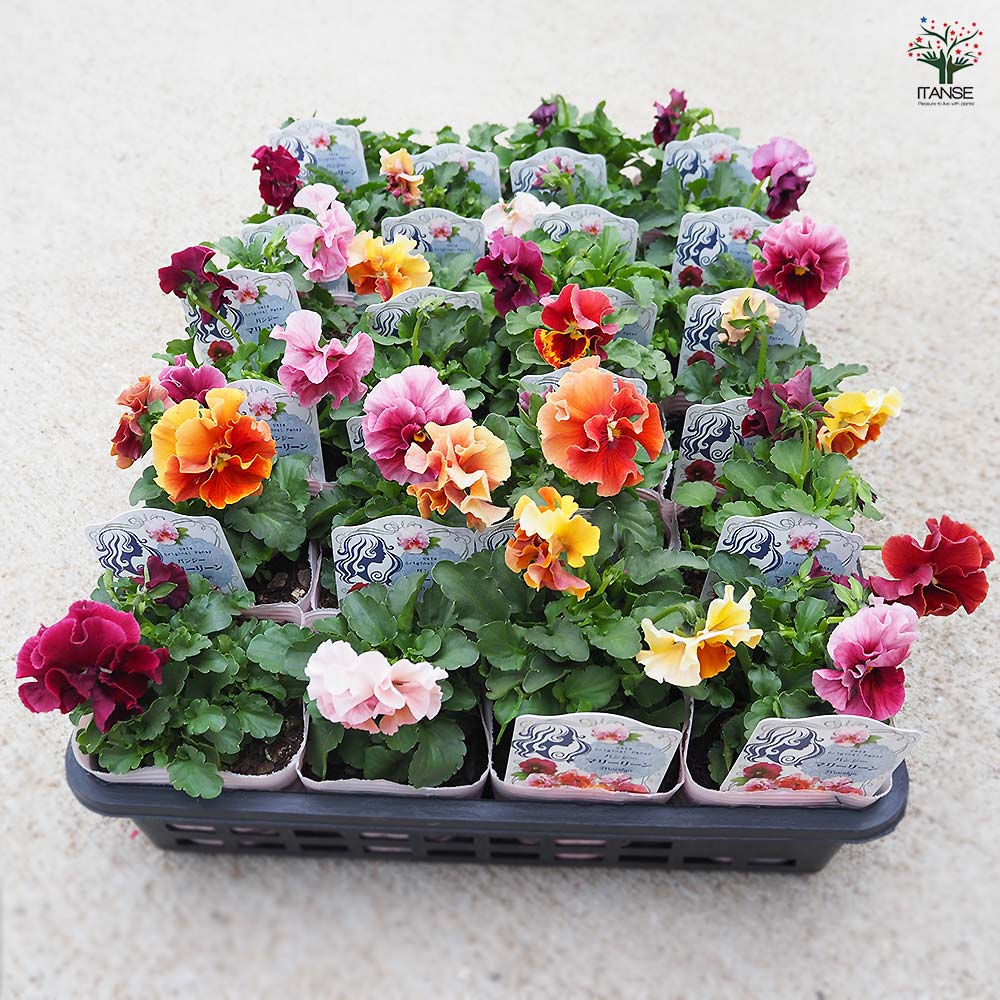 うえたコレクション パンジー・ビオラ マリーリーン2個~ 【花苗 3.5号】