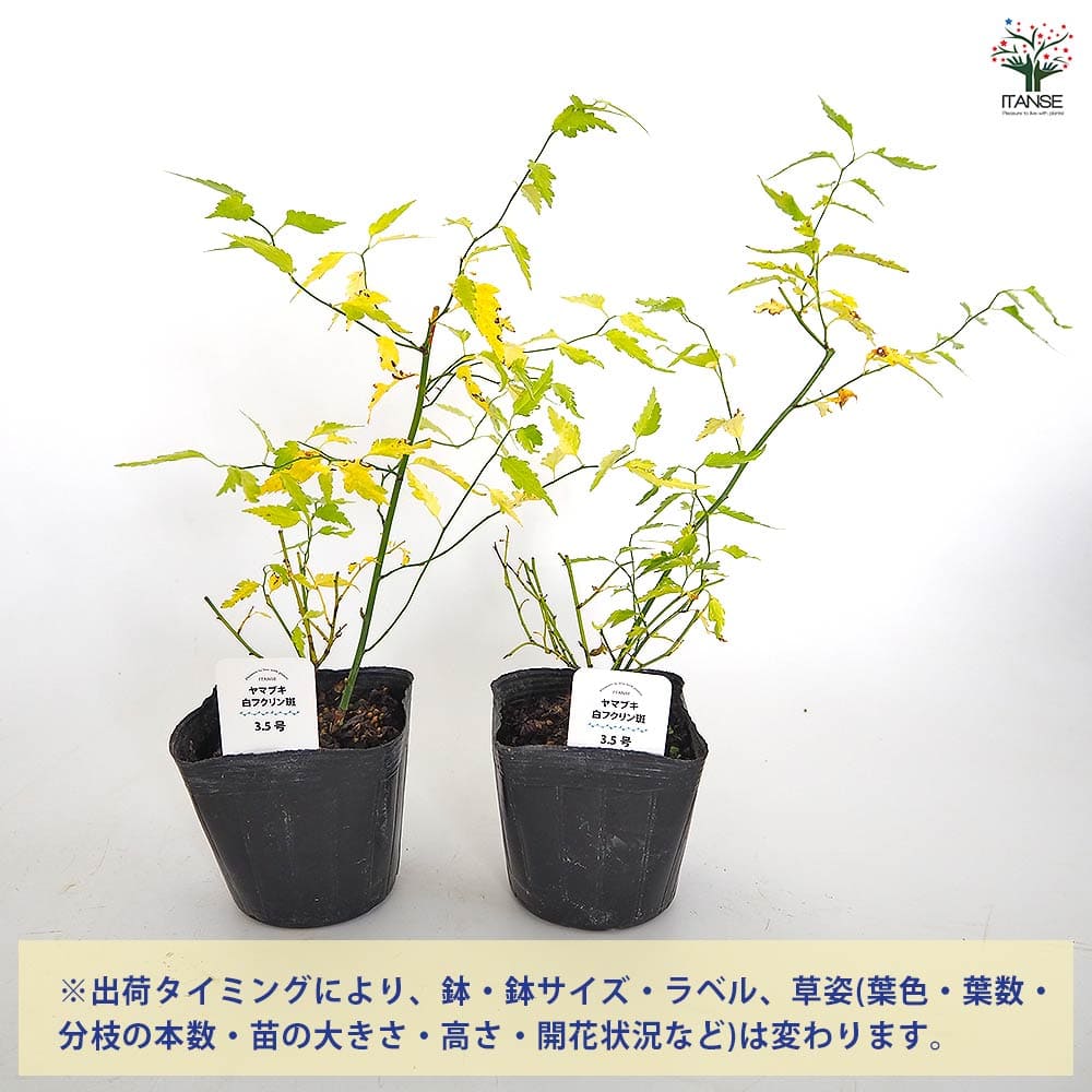 ヤマブキ(山吹) 白フクリン斑 【花木苗 3.5号】｜ 【植物の
