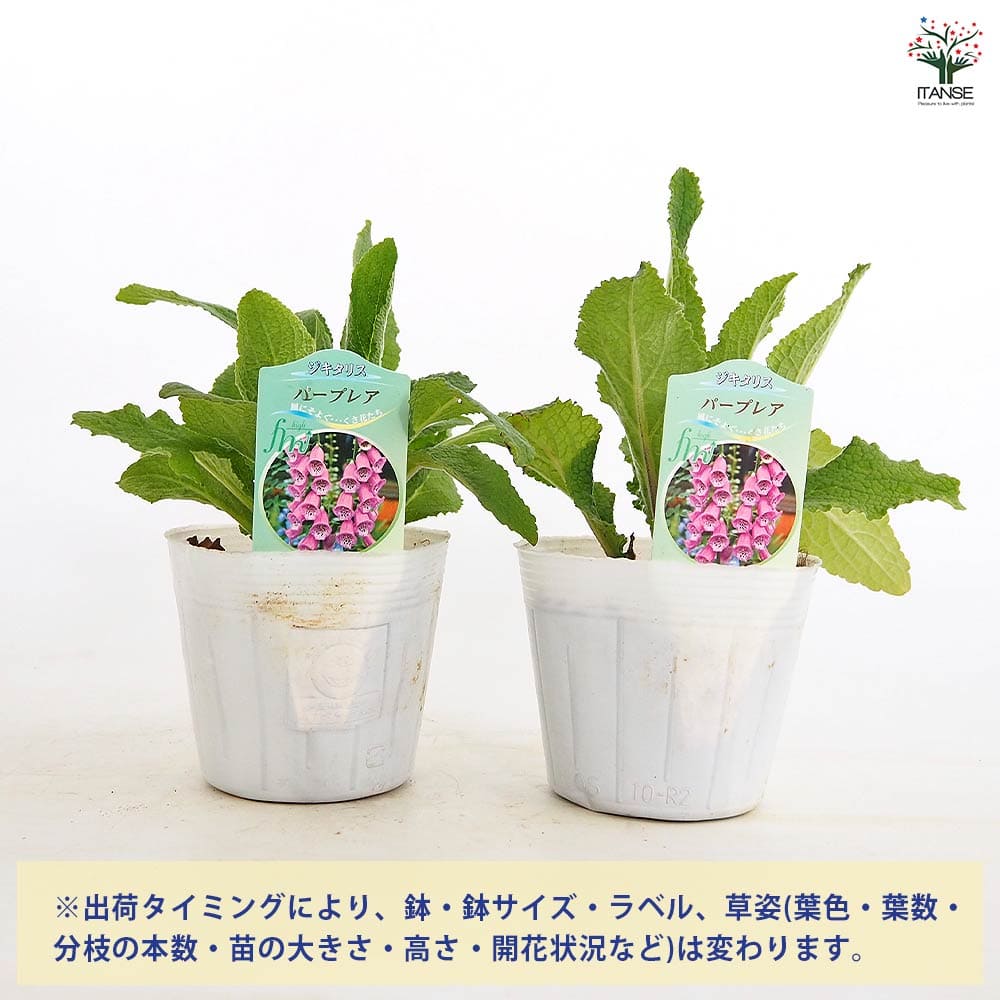 ジギタリス パープレア 【花苗 3.5号】｜ 【植物のITANSE】全品