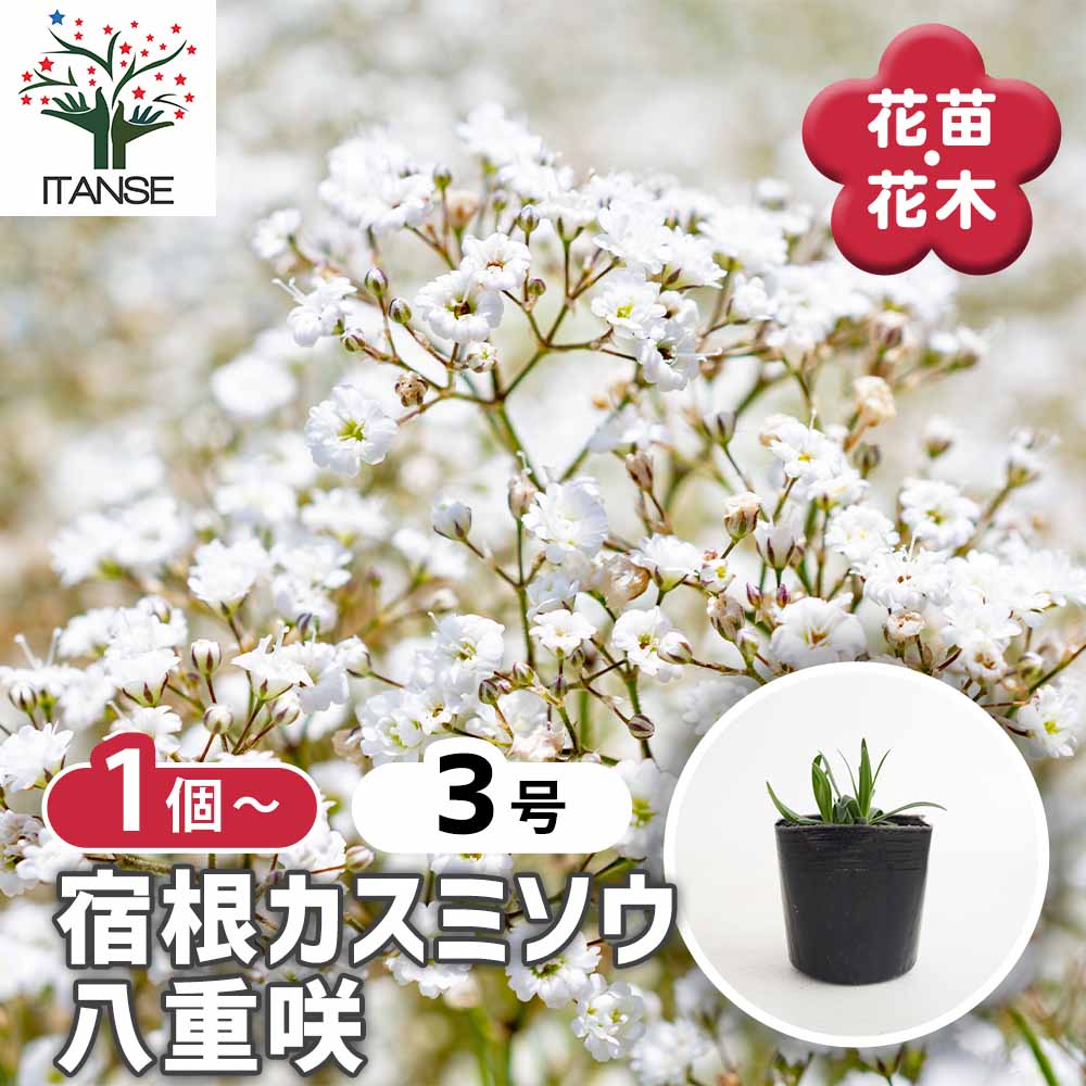 カスミソウ 白花八重 【花苗 3号】｜ 【植物のITANSE】全品送料