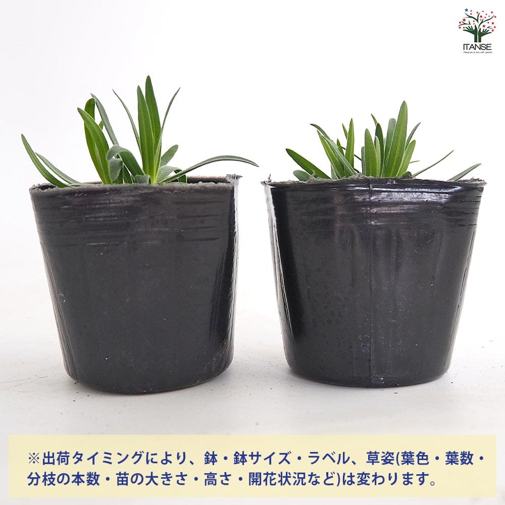 カスミソウ 白花八重 【花苗 3号】｜ 【植物のITANSE】全品送料