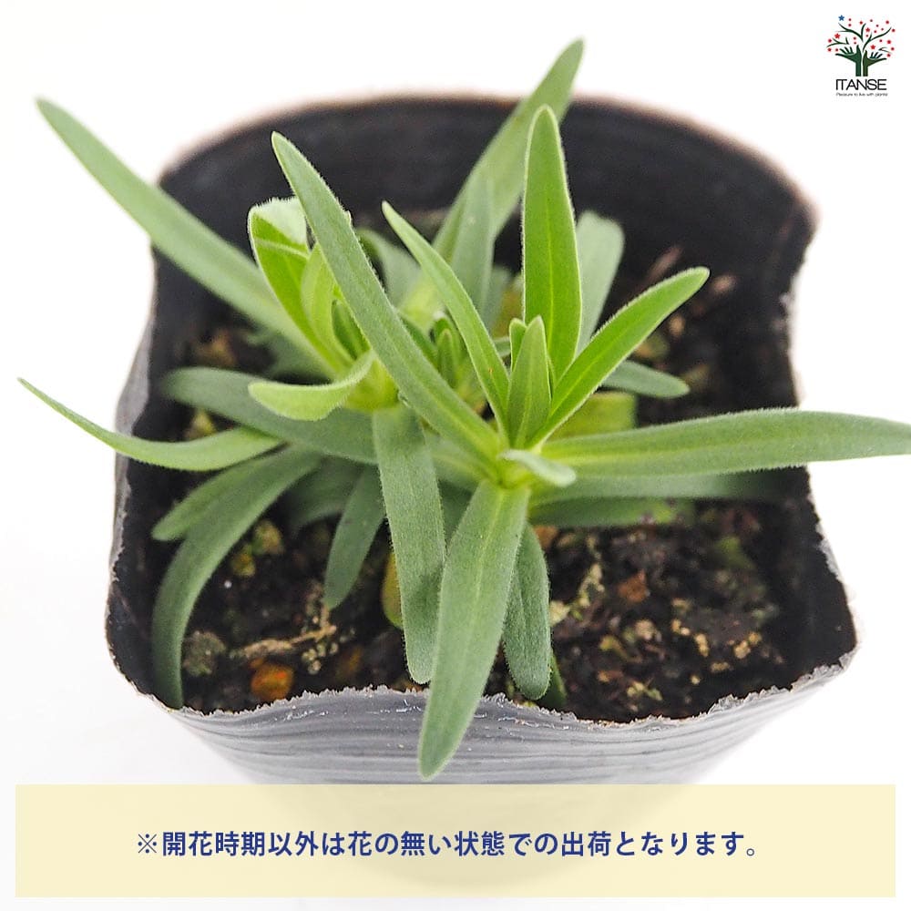 カスミソウ 白花八重 【花苗 3号】｜ 【植物のITANSE】全品送料