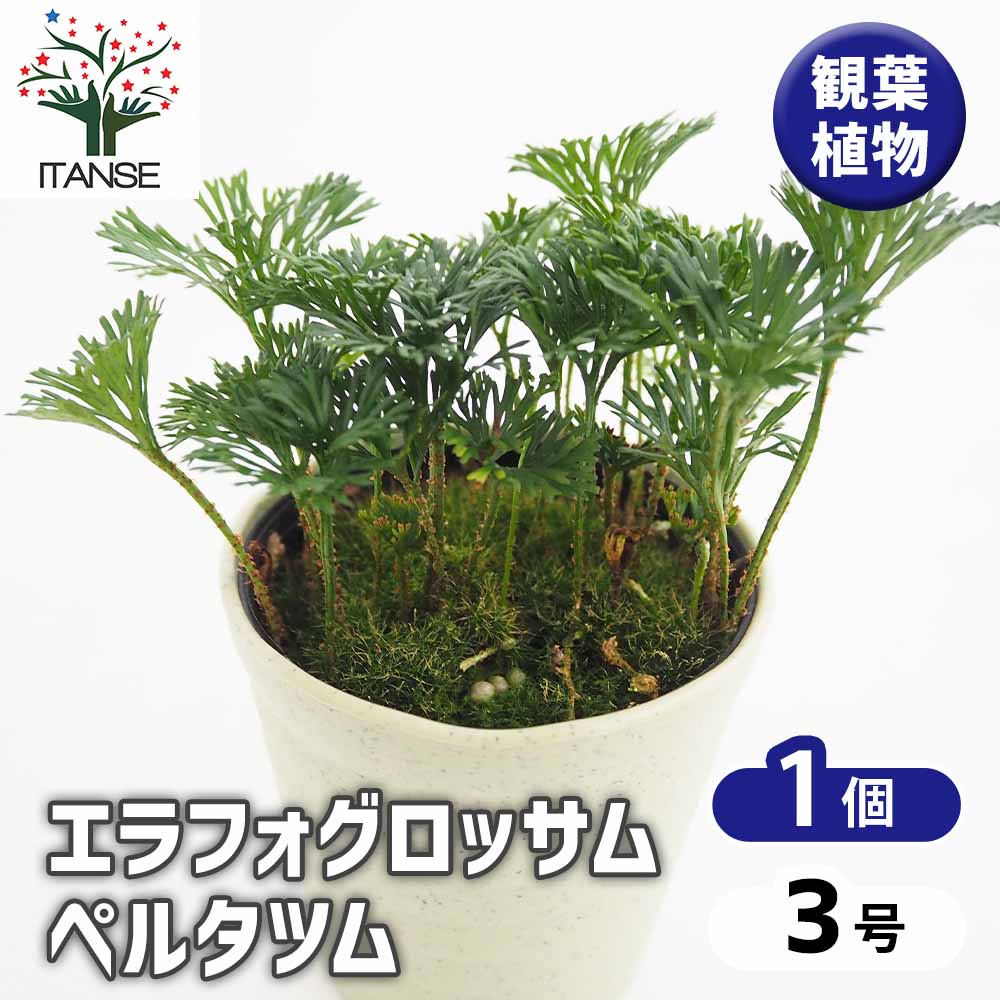 エラフォグロッサム ペルタツム 【観葉植物 3号／1個売り】｜ 【植物の