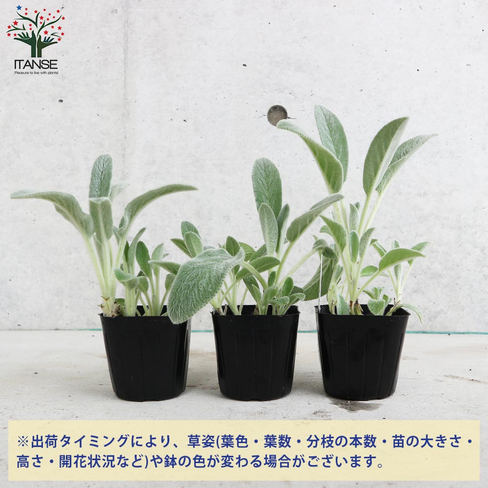 ラムズイヤー 【ハーブの苗 9cmポット 耐寒性多年草／お買い得3個