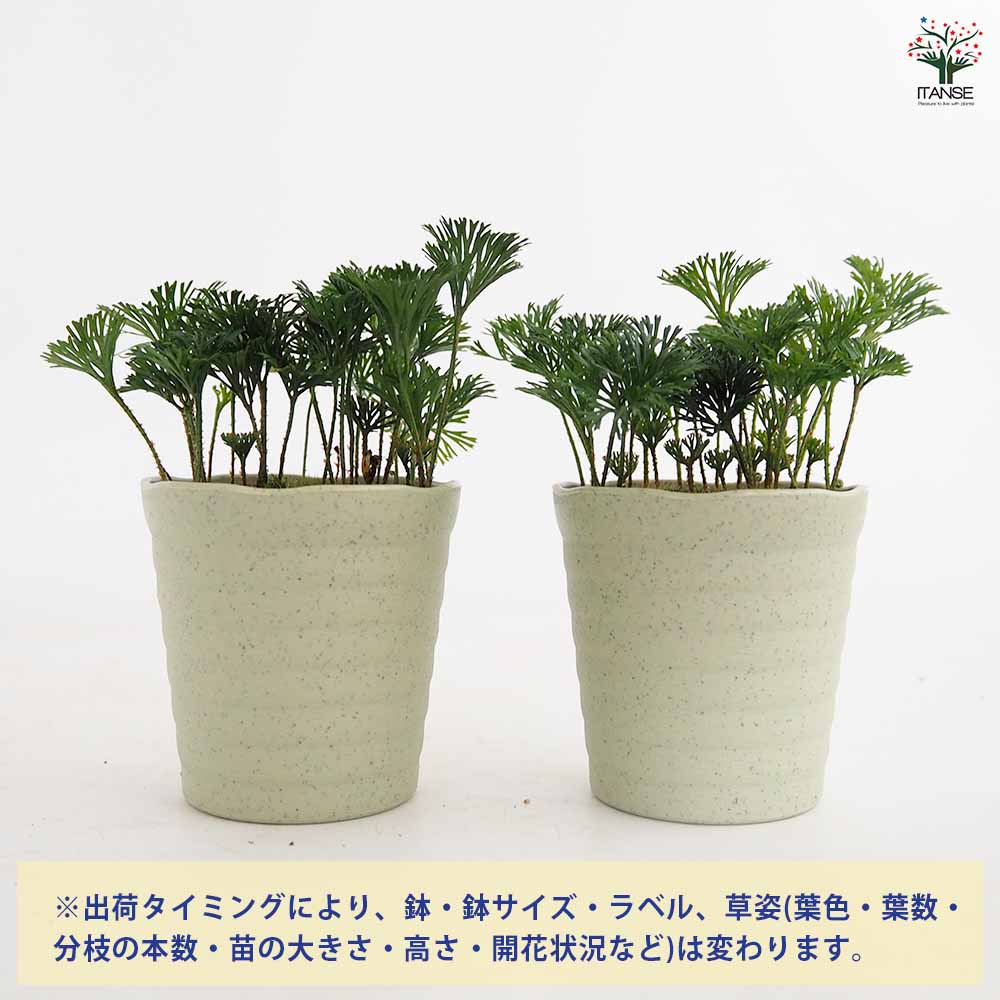 Elaphoglossum peltatum シダレア植物パルダリウムアンデス産 エラフォグロッサム ペルタツム 【観葉植物 3号／1個売り】｜ 【植物の