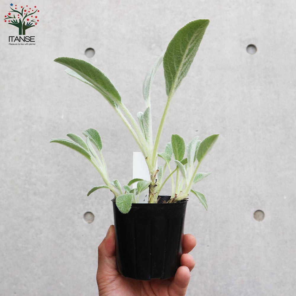 ラムズイヤー 【ハーブの苗 9cmポット 耐寒性多年草／お買い得3個