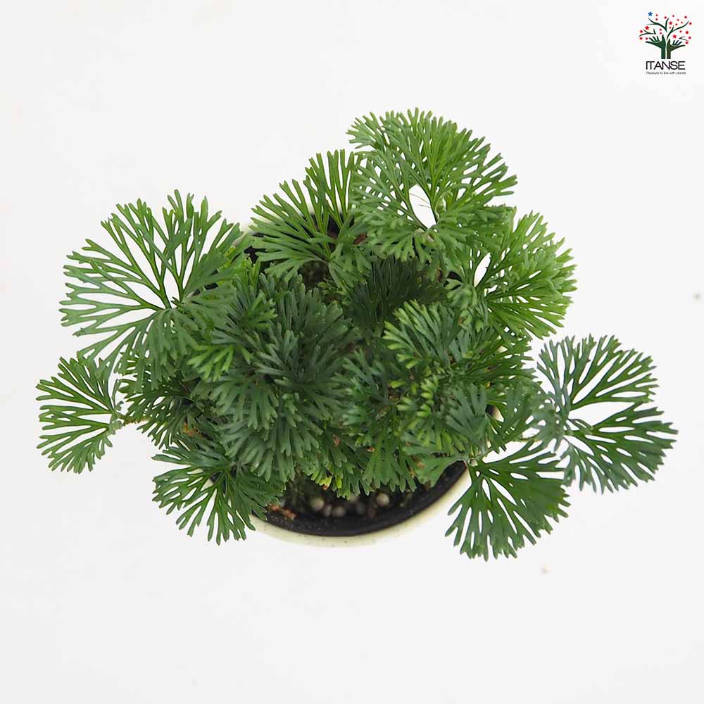 エラフォグロッサム ペルタツム 【観葉植物 3号／1個売り】｜ 【植物の
