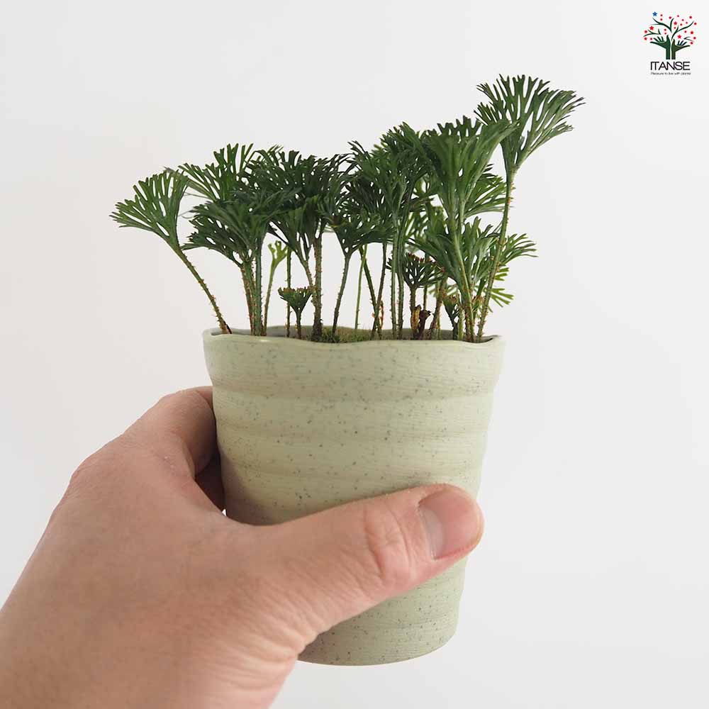 エラフォグロッサム ペルタツム 【観葉植物 3号／1個売り】｜ 【植物の